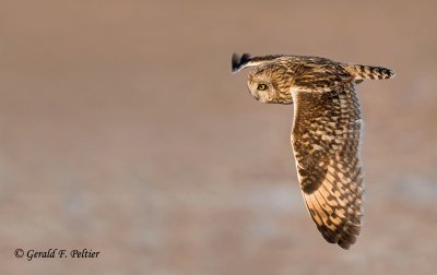 Short - eared Owl