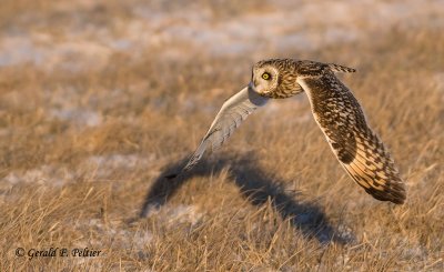 Short - eared Owl