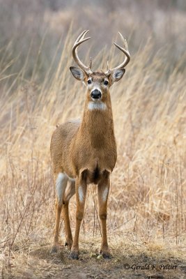 White - tailed Deer  7