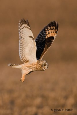 Short - eared Owl