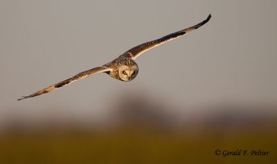 Short - eared Owl