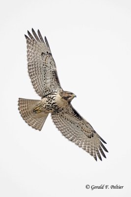 Red - tailed Hawk  28