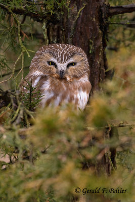 Northern Saw - whet Owl