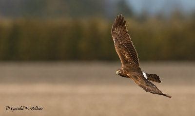 Northern Harrier  59