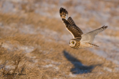 Short - eared Owl