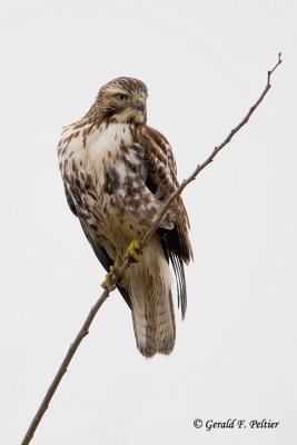 Red - tailed Hawk   29