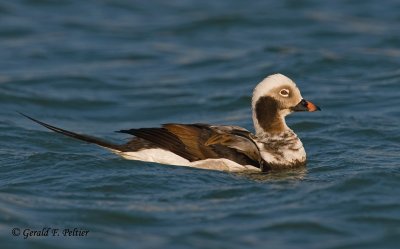Long - tailed Duck  (m)