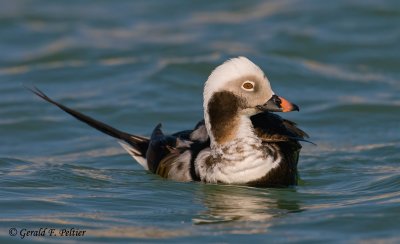 Long - tailed Duck  (m)