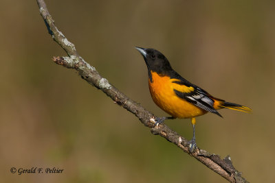 Baltimore Oriole