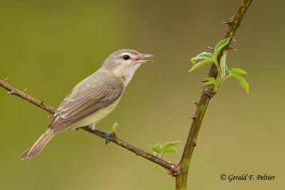 Warbling Vireo
