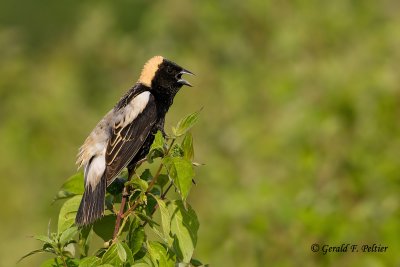 Bobolink