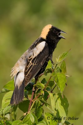 Bobolink