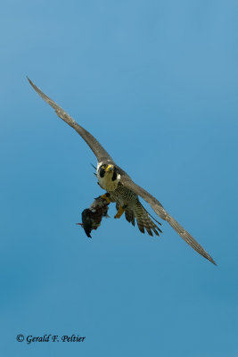 Peregrine Falcon    Voltaire   # 1