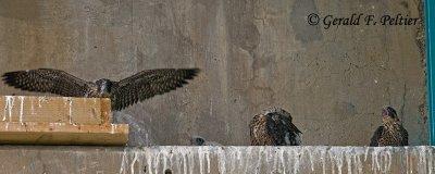 Peregrine Falcon's  # 2
