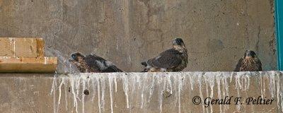 Peregrine Falcon's  # 3