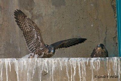 Peregrine Falcon's  # 4