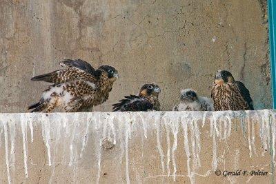 Peregrine Falcon's  # 5