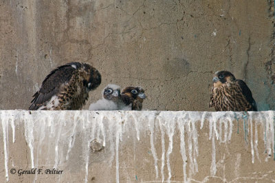 Peregrine Falcon's  # 7