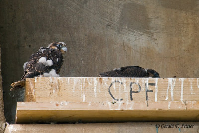 Peregrine Falcon's  # 8