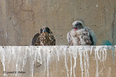 Peregrine Falcon's  # 9