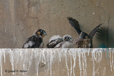 Peregrine Falcon's  # 10