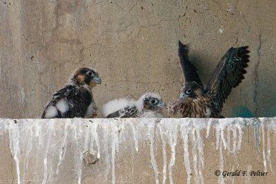  Peregrine Falcon's  # 11