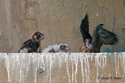 Peregrine Falcon's   # 12