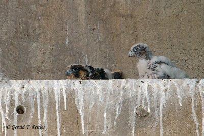 Peregrine Falcon's  # 13