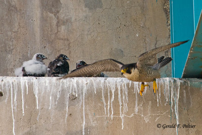 Peregrine Falcon's  # 14 