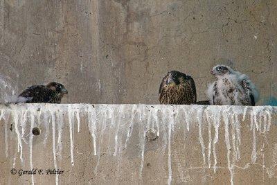 Peregrine Falcon's  # 15