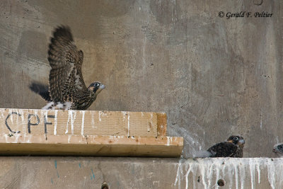 Peregrine Falcon's  # 16