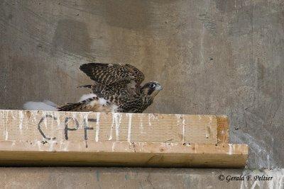 Peregrine Falcon's   # 17