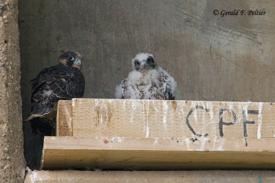 Peregrine Falcon's  # 18