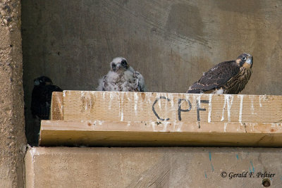 Peregrine Falcon's  # 19