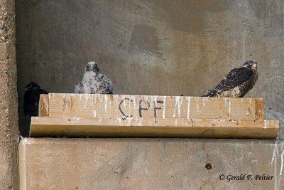 Peregrine Falcon's   # 20