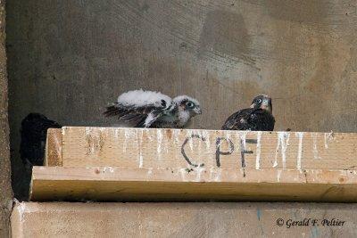 Peregrine Falcon's   # 21