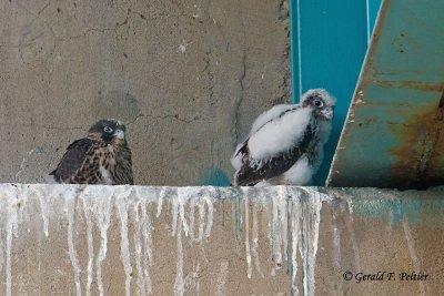 Peregrine Falcon's  # 23