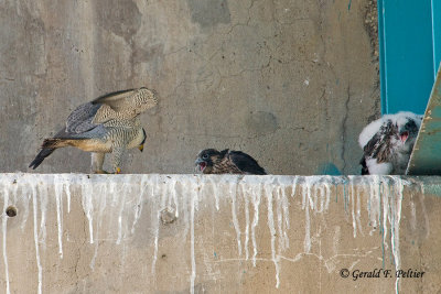 Peregrine Falcon's  # 24