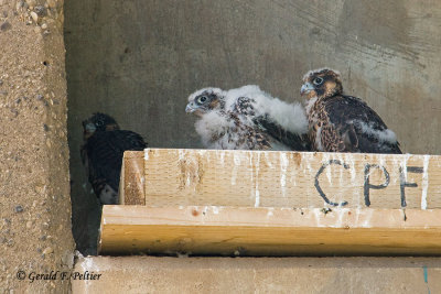 Peregrine Falcon's   # 25