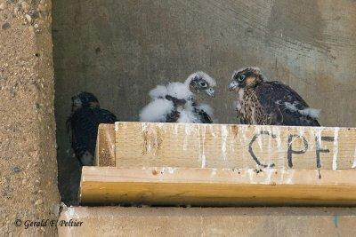 Peregrine Falcon's  # 26