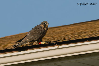 Peregrine Falcon  # 27