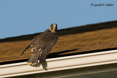 Peregrine Falcon  # 28  