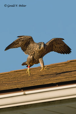 Peregrine Falcon  # 29 