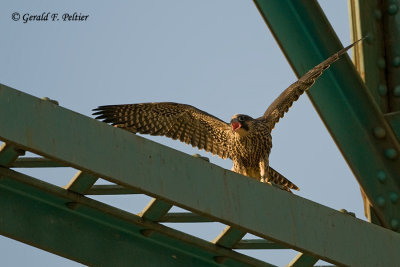 Peregrine Falcon  # 31