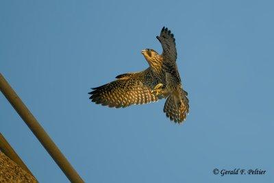 Peregrine Falcon  # 33