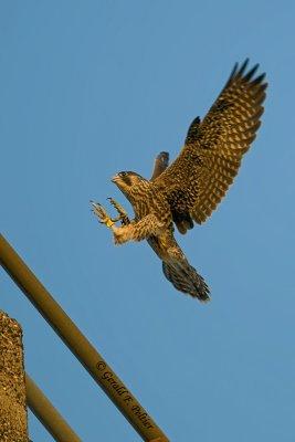 Peregrine Falcon   # 34
