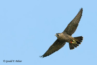 Peregrine Falcon   # 36