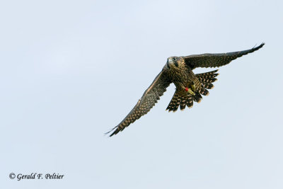 Peregrine Falcon  # 37