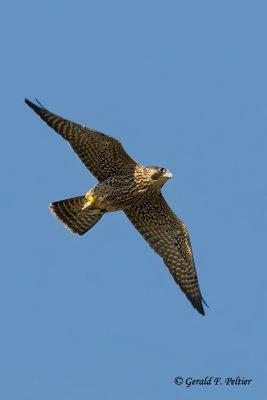 Peregrine Falcon  # 38