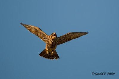 Peregrine Falcon  # 39